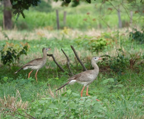 Red-legged Seriema