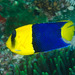 Bicolor Angelfish - Photo (c) Ian Shaw, all rights reserved, uploaded by Ian Shaw