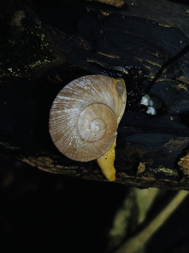 Parthena acutangula