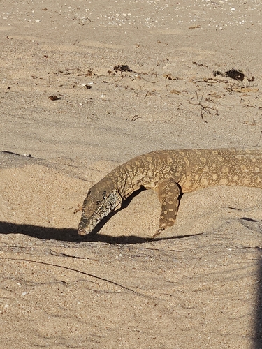 Perentie