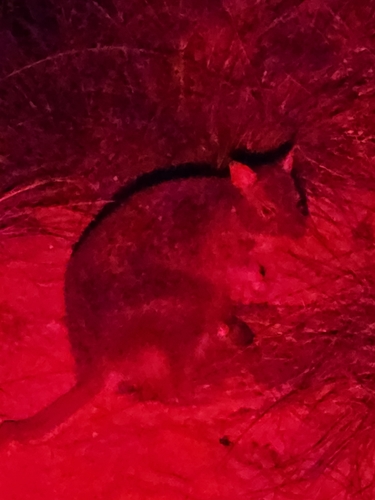 Spectacled Hare Wallaby