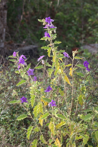Sierra Madre nightshade