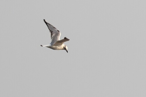 Saunders's Gull