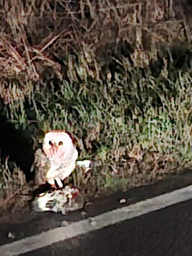 View observation of {o.common_name} on iNaturalist