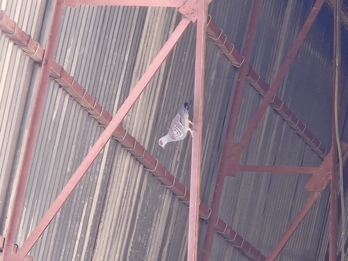 Speckled Pigeon