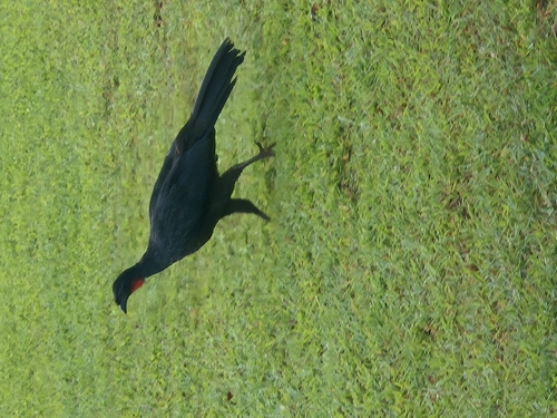 Dusky-legged Guan
