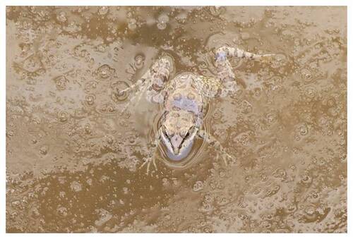 Sahara Frog
