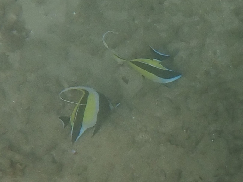 Moorish idol