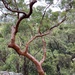 Smooth-barked Apple - Photo (c) Allana Sheard, all rights reserved, uploaded by Allana Sheard
