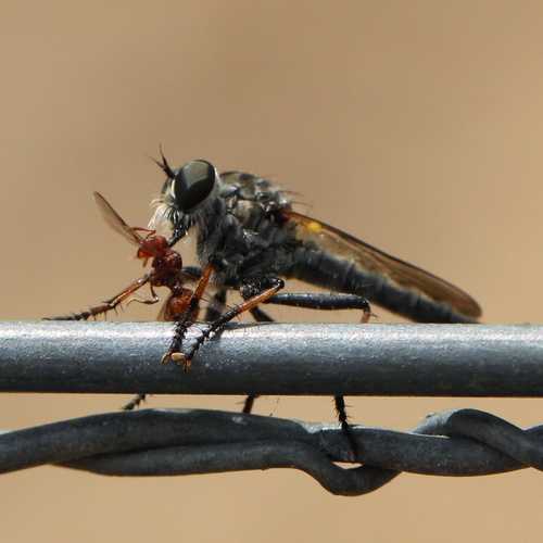 Cerdistus armatus