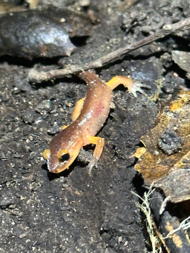 iNaturalist observation photo of Monterey Ensatina
