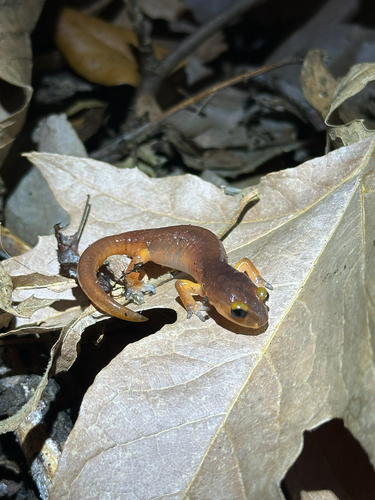 iNaturalist observation photo of Monterey Ensatina