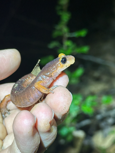 iNaturalist observation photo of Monterey Ensatina