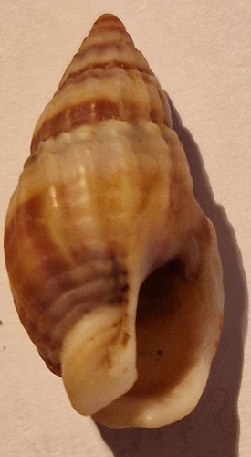 Tritia nitida