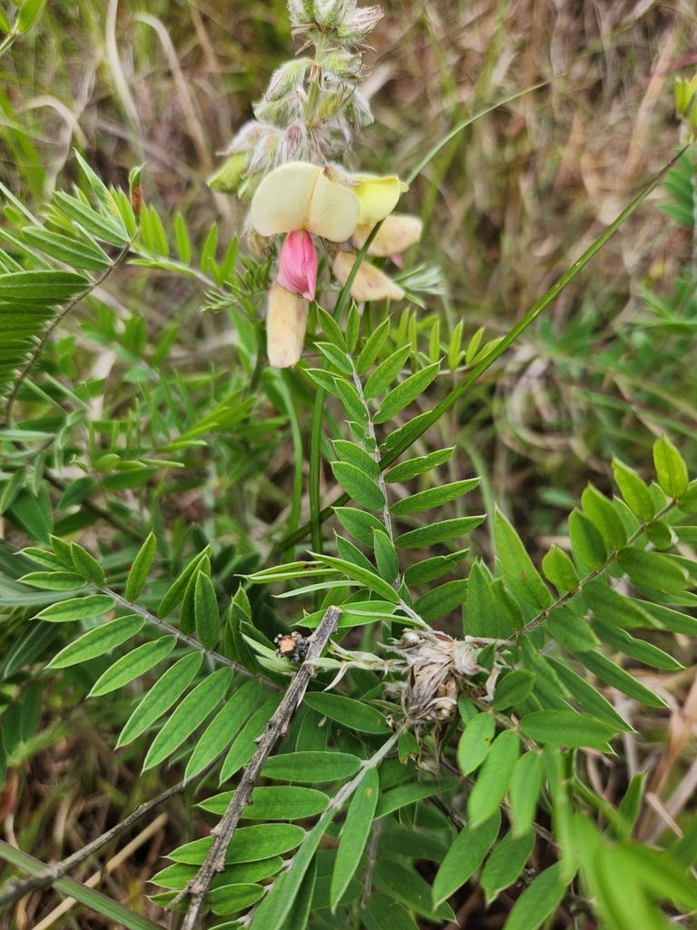 Goat's Rue (Grasses and Wildflowers of Hunt County Prairies) · iNaturalist