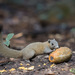 Grey-bellied Squirrel - Photo (c) Judd Patterson, all rights reserved, uploaded by Judd Patterson