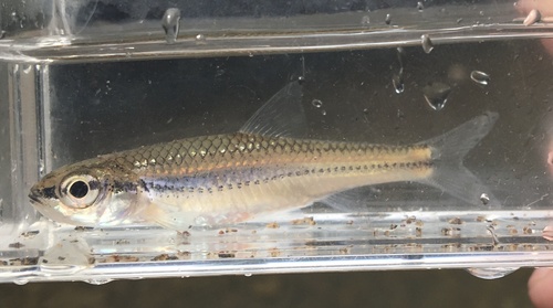 Bigeye Shiner