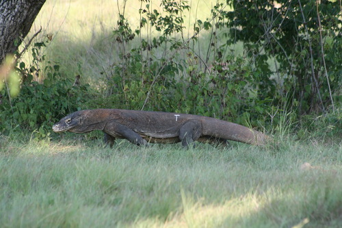 Komodo Dragon — seen at this dive site