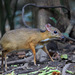 Lesser Oriental Chevrotain - Photo (c) Judd Patterson, all rights reserved, uploaded by Judd Patterson