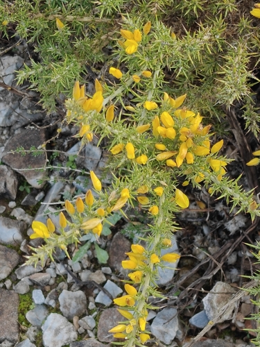 Avistamiento Ulex parviflorus