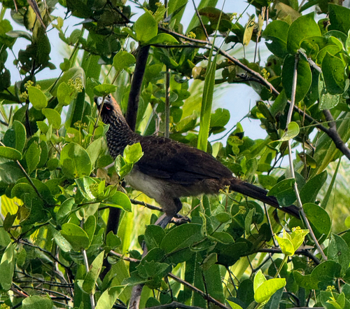 East Brazilian Chachalaca