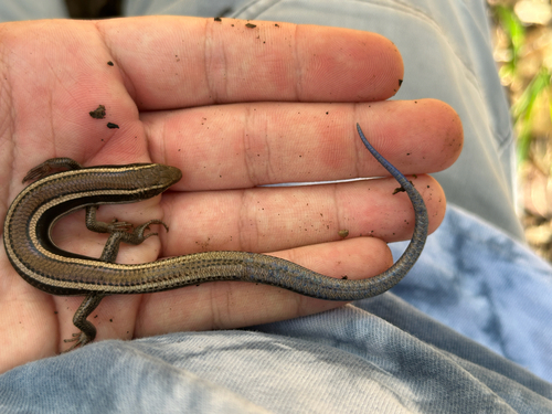iNaturalist observation photo of Western Skink