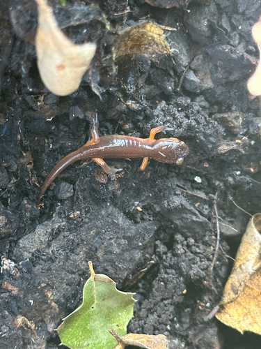 iNaturalist observation photo of Monterey Ensatina
