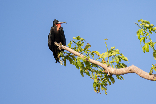 Magnificent Frigatebird