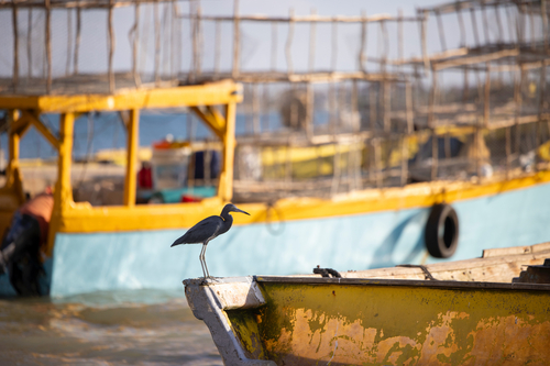 Little Blue Heron