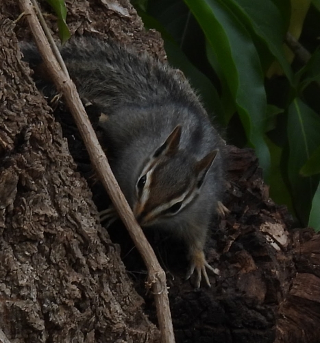 Cliff Chipmunk observed by julie2568
