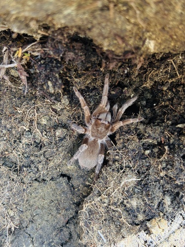 Cyrtopholis culebrae