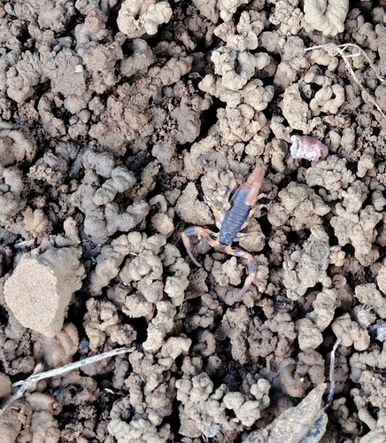 Tityus fasciolatus