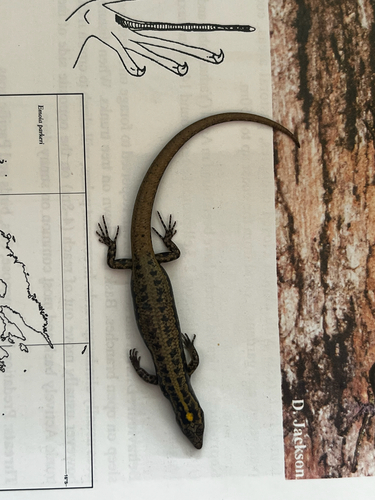 Moth Skink