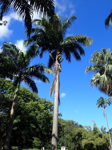 Royal Palm (Roystonea regia) · iNaturalist