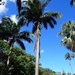 Palmeira-Imperial - Photo (c) Andrew Stoute, todos os direitos reservados, uploaded by Andrew Stoute