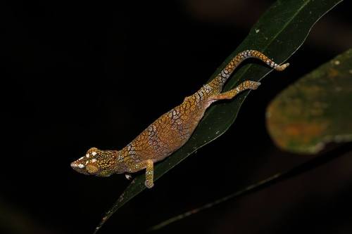 Vohibola Forest Chameleon