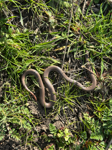iNaturalist observation photo of Common Sharp-tailed Snake