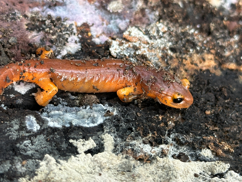 iNaturalist observation photo of Monterey Ensatina