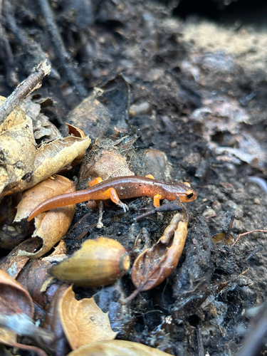 iNaturalist observation photo of Monterey Ensatina