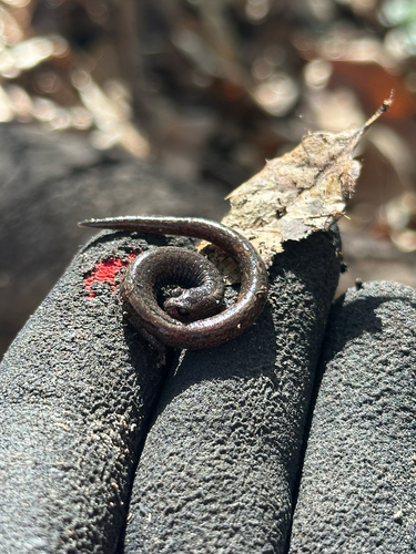 iNaturalist observation photo of Slender Salamanders