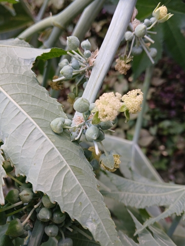castor bean