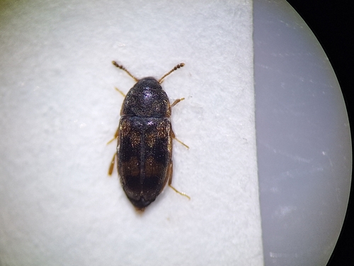 Litargus connexus