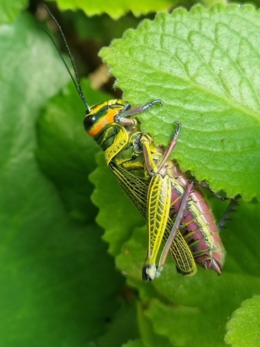 Xestotrachelus robustus