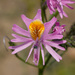 Schizanthus - Photo (c) Peter Peterson, todos los derechos reservados, subido por Peter Peterson