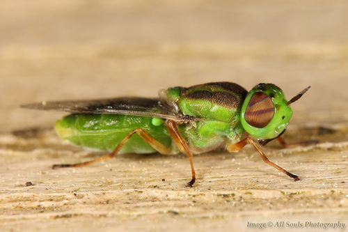 Unknown species found near 2985 Osprey Trail, Longwood, FL 32750, USA