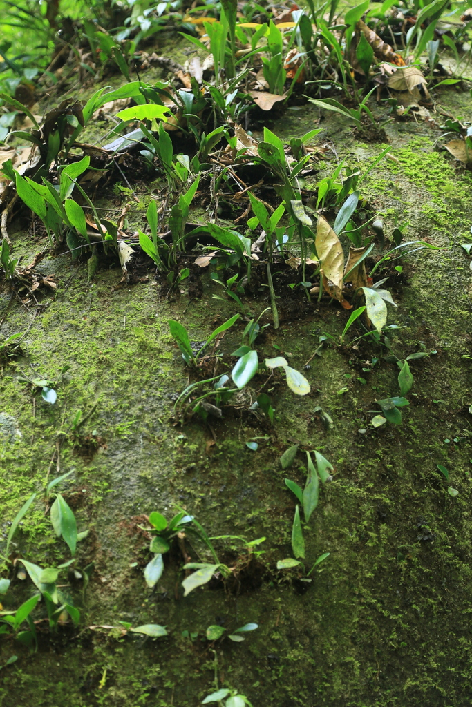 Antrophyum nambanense (Antrophyum nambanense)
