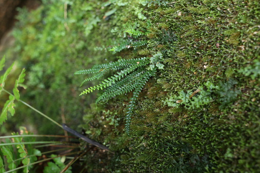 Ctenopterella nhatrangensis (Ctenopterella nhatrangensis)