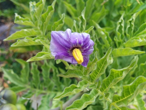 Solanum etuberosum