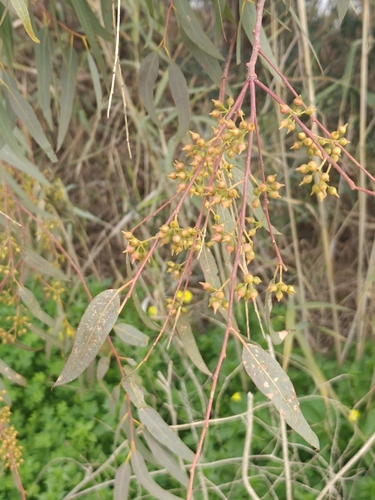 Avistamiento Eucalyptus camaldulensis