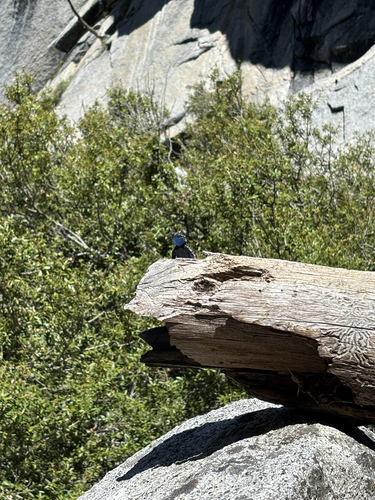 iNaturalist observation photo of Western Fence Lizard